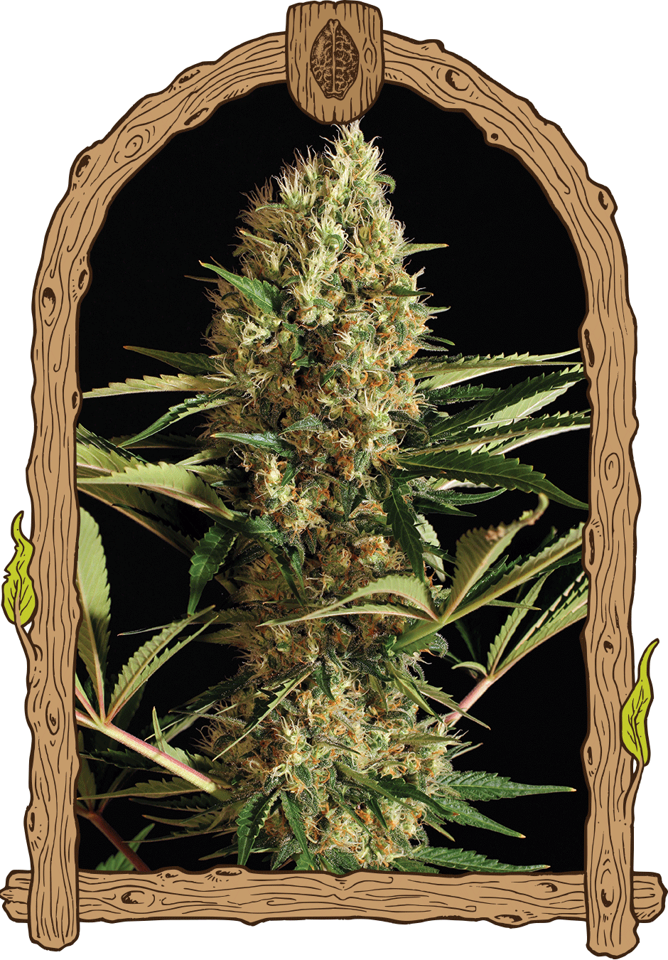 strawberry-cube-auto-strain-exotic-seed